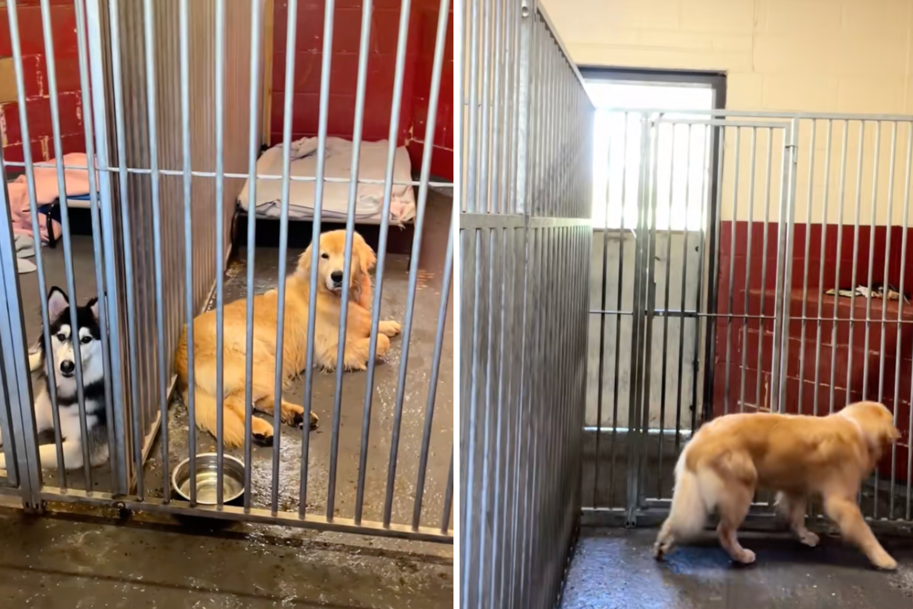 Hearts Break As Golden Retriever Shakes With Fear at Shelter After Rescue