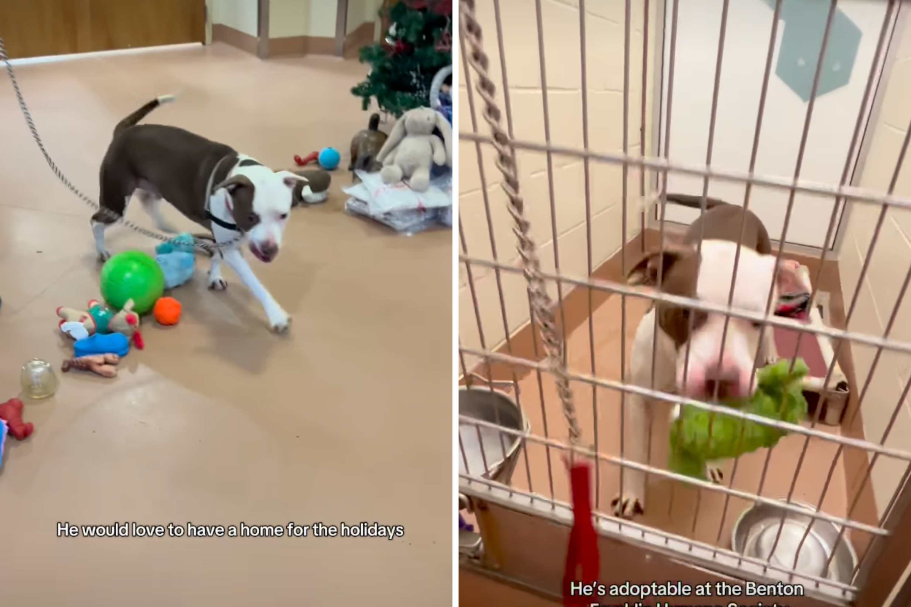 Dog in Shelter for 397 Days—Until Holiday Video Changes Everything