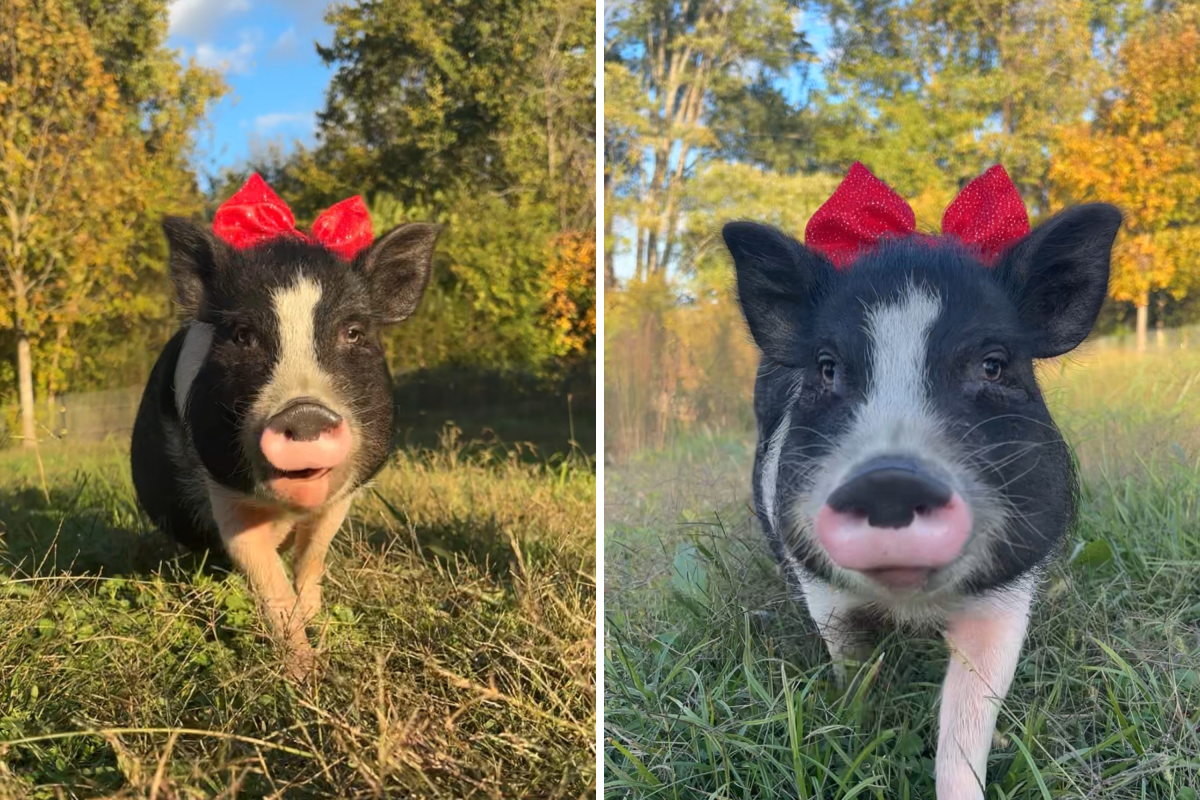 Hysterics at Miniature Pig Reaching & 039;Flow State& 039; While Eating Dinner