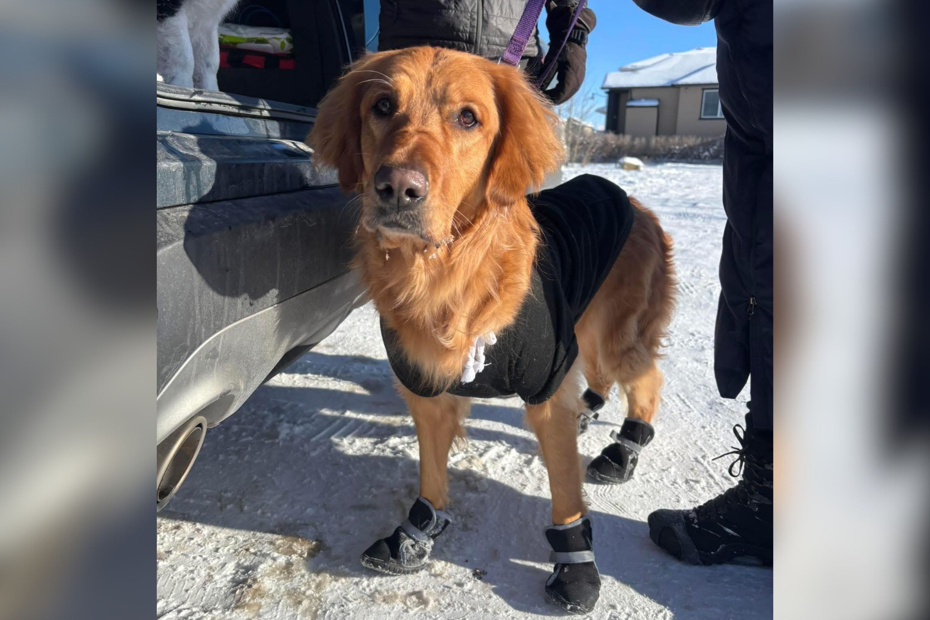 Tears As Golden Retriever Dumped at Park With Heartbreaking Note From Owner