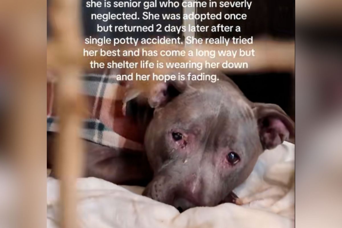 Perro mayor adoptado y devuelto al refugio 2 días después por razones impactantes