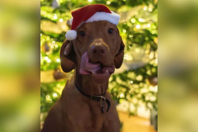 Dog sits in front of Christmas tree