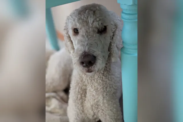 4-year-old Labradoodle named Stanley