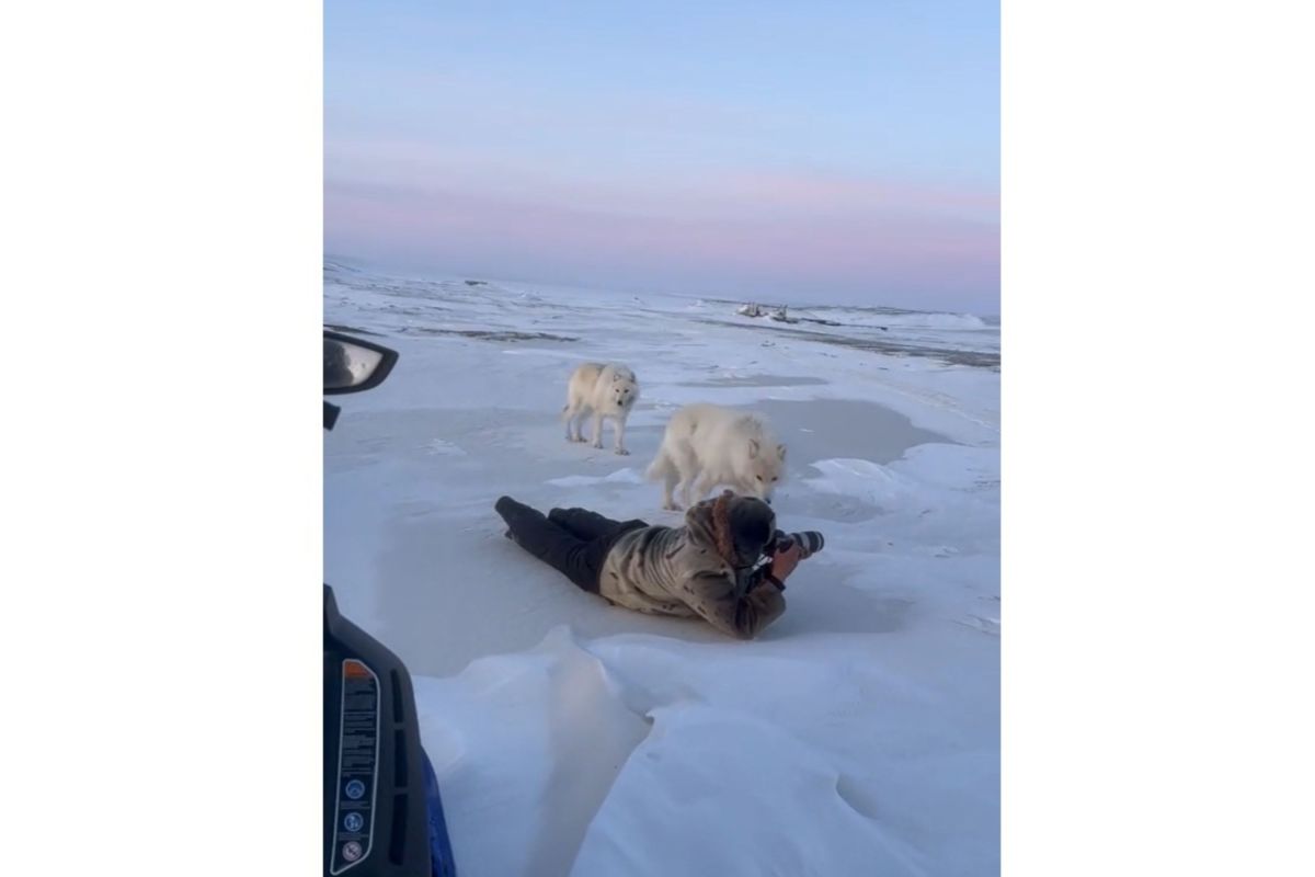 Fotógrafo muestra cómo captura una hermosa vista del Ártico; luego vienen los lobos