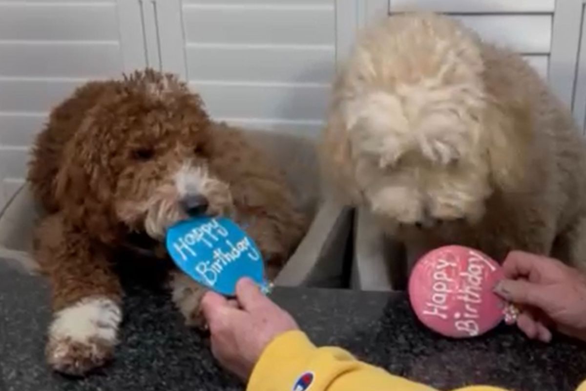 Doodles celebrate birthday—Puppy's reaction to the party says it all