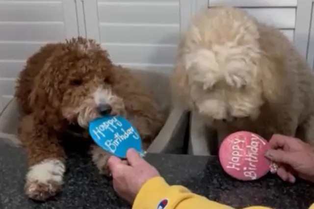 Dogs celebrating their birthday