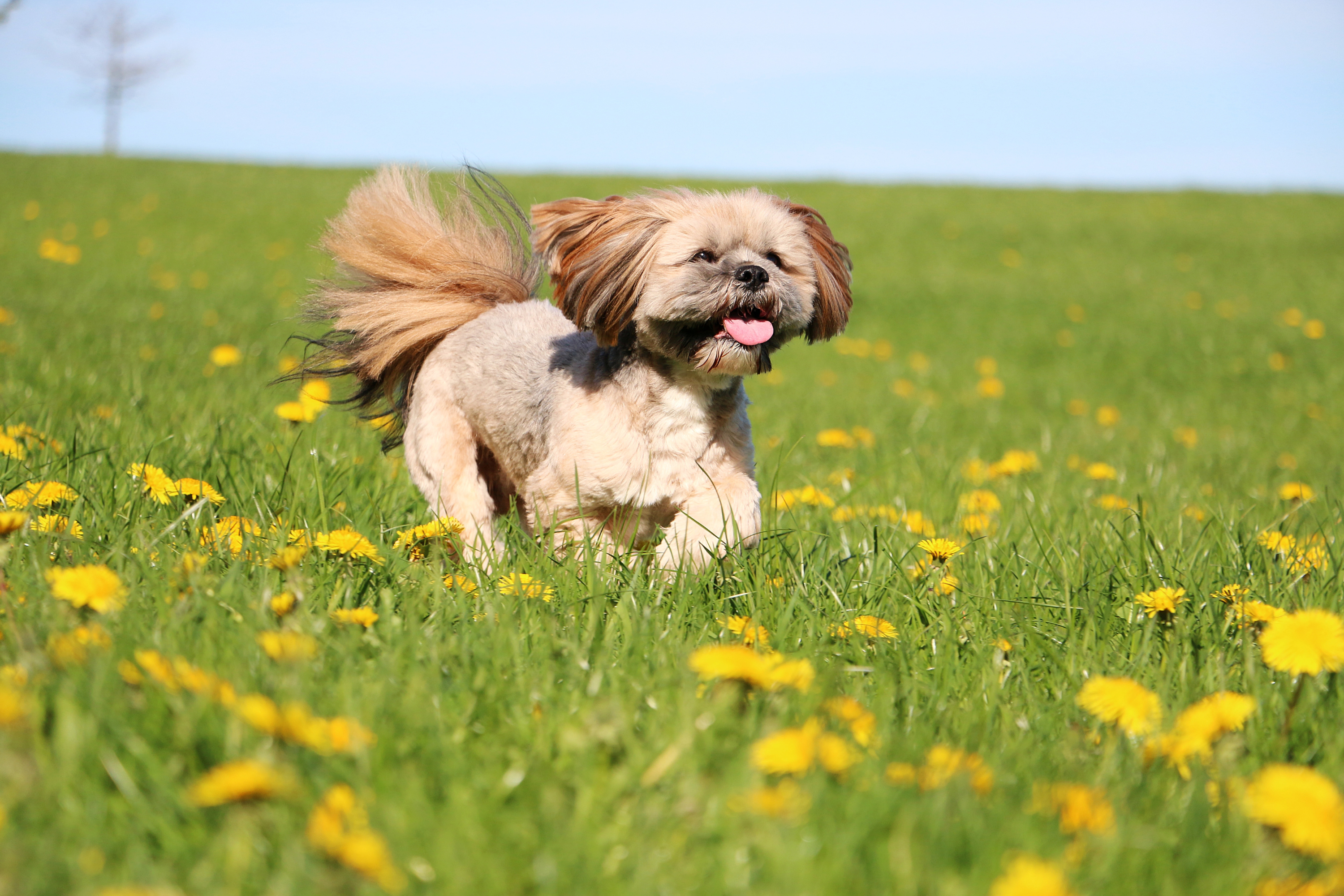 Owner Gets Dog a Haircut, No One Can Cope With the Result: ‘A Changed Man’