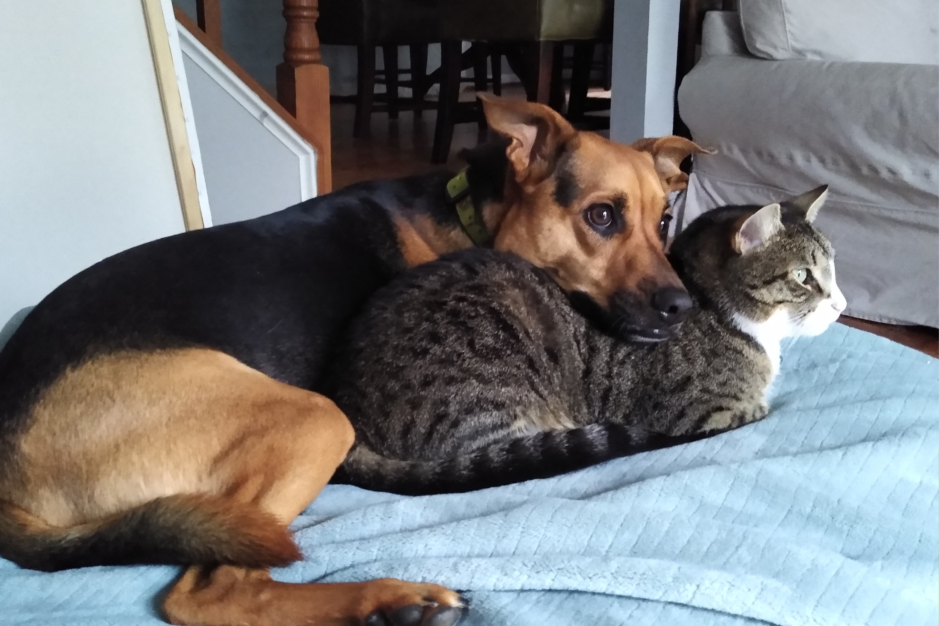 Tears at How Cat Who Always 'Needed a Paw On' Dog Sibling Says Last Goodbye