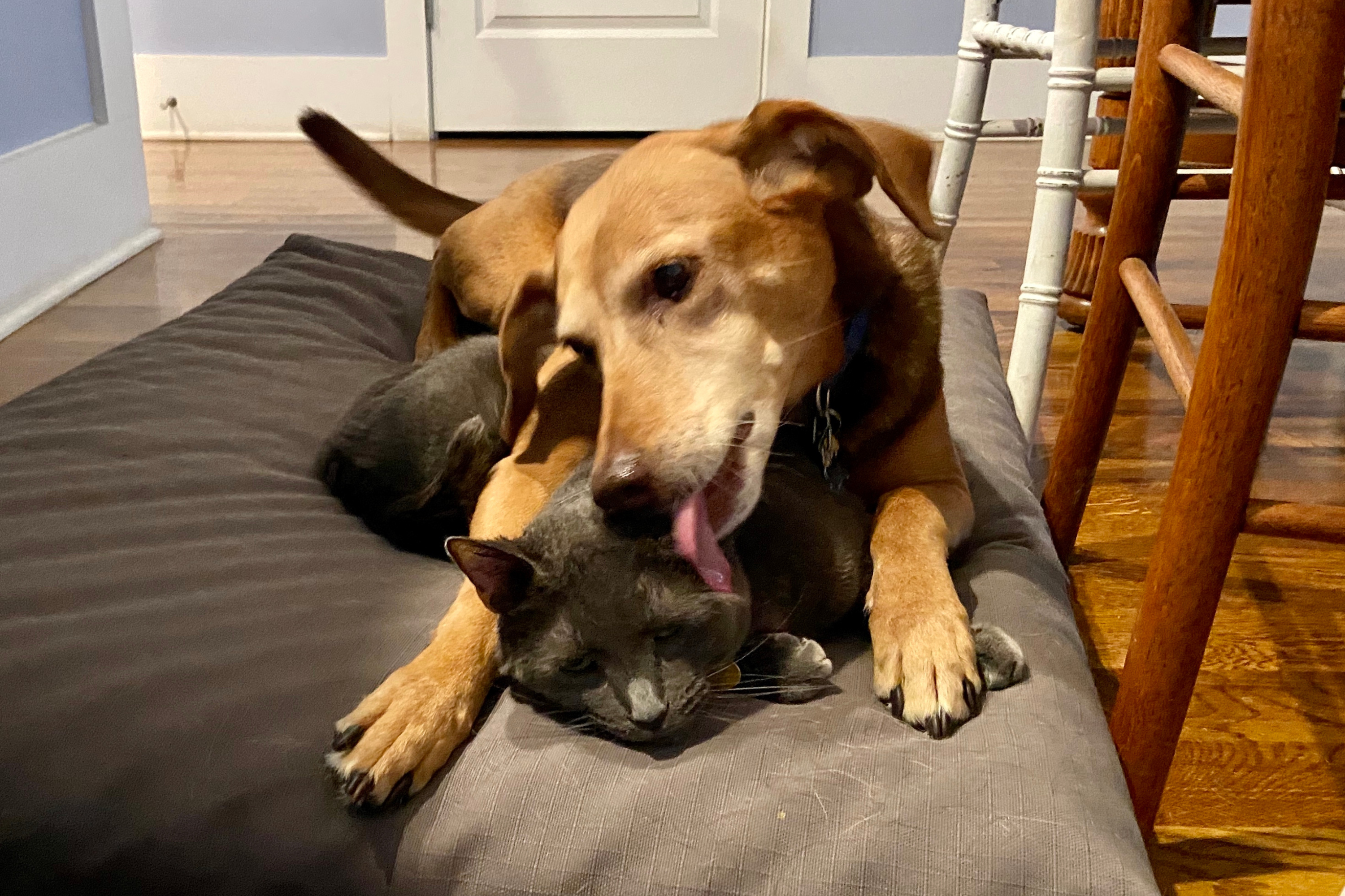 26-Year-Old Cat Can No Longer Groom Himself, Tears As Dog Sibling Steps Up