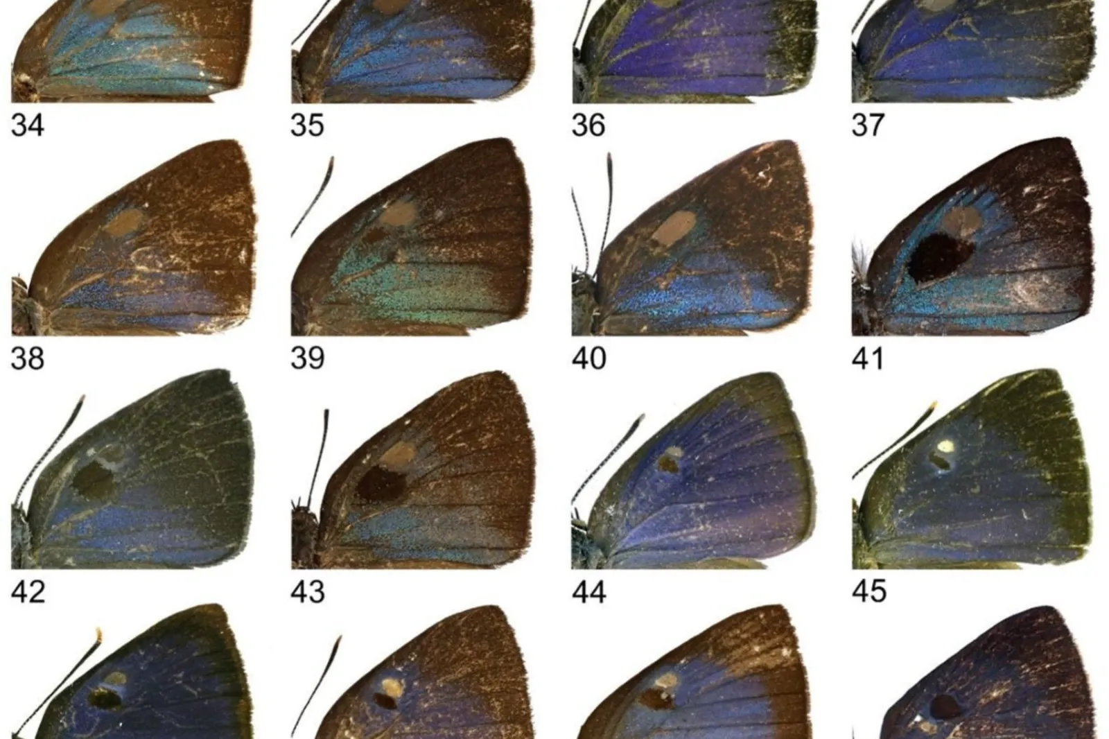 Scientists Discover Nine New Species Overlooked in Museum Drawers