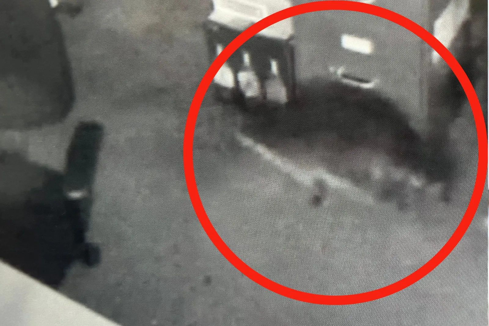 Raccoon on security camera