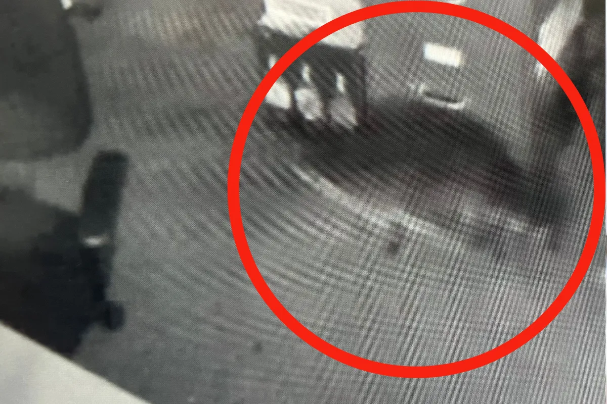 Va Abc Racoon Raccoon Breaks Into Store and Trashes It in ‘Liquor-Fueled Rampage ...