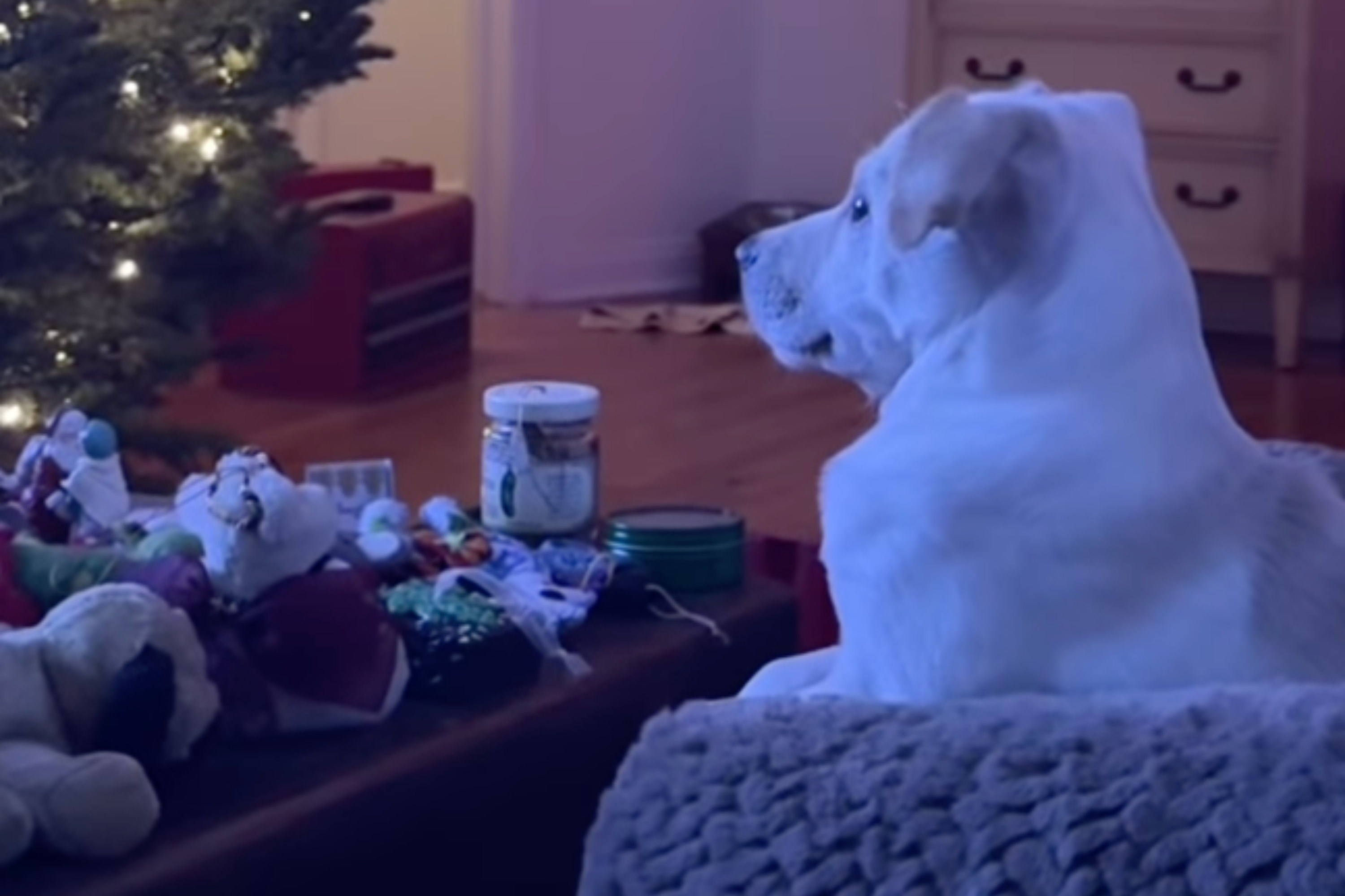 Rescue Dog Left 'Dying' on Streets, Owner's Christmas Update Melts Hearts