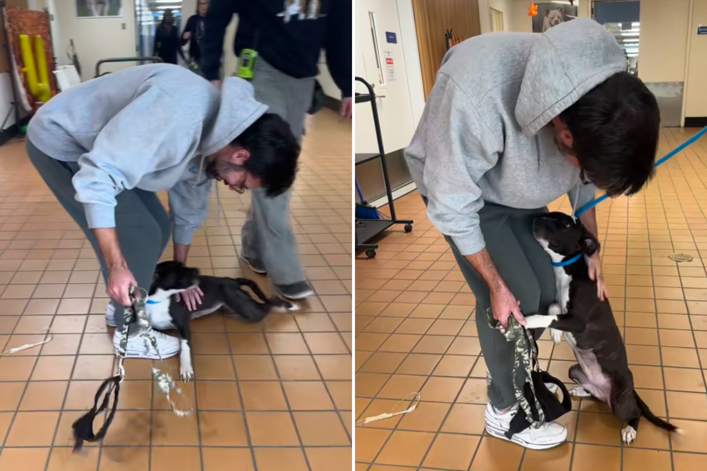 Hearts Melt as Man Finds Perfect Rescue Dog for Dad With Dementia