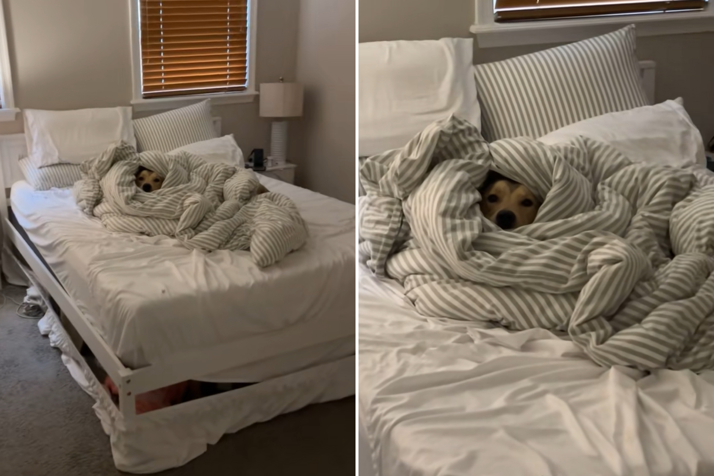 Where Man Finds Dog After Making the Bed Melts Hearts: ‘Too Cute To Be Mad’