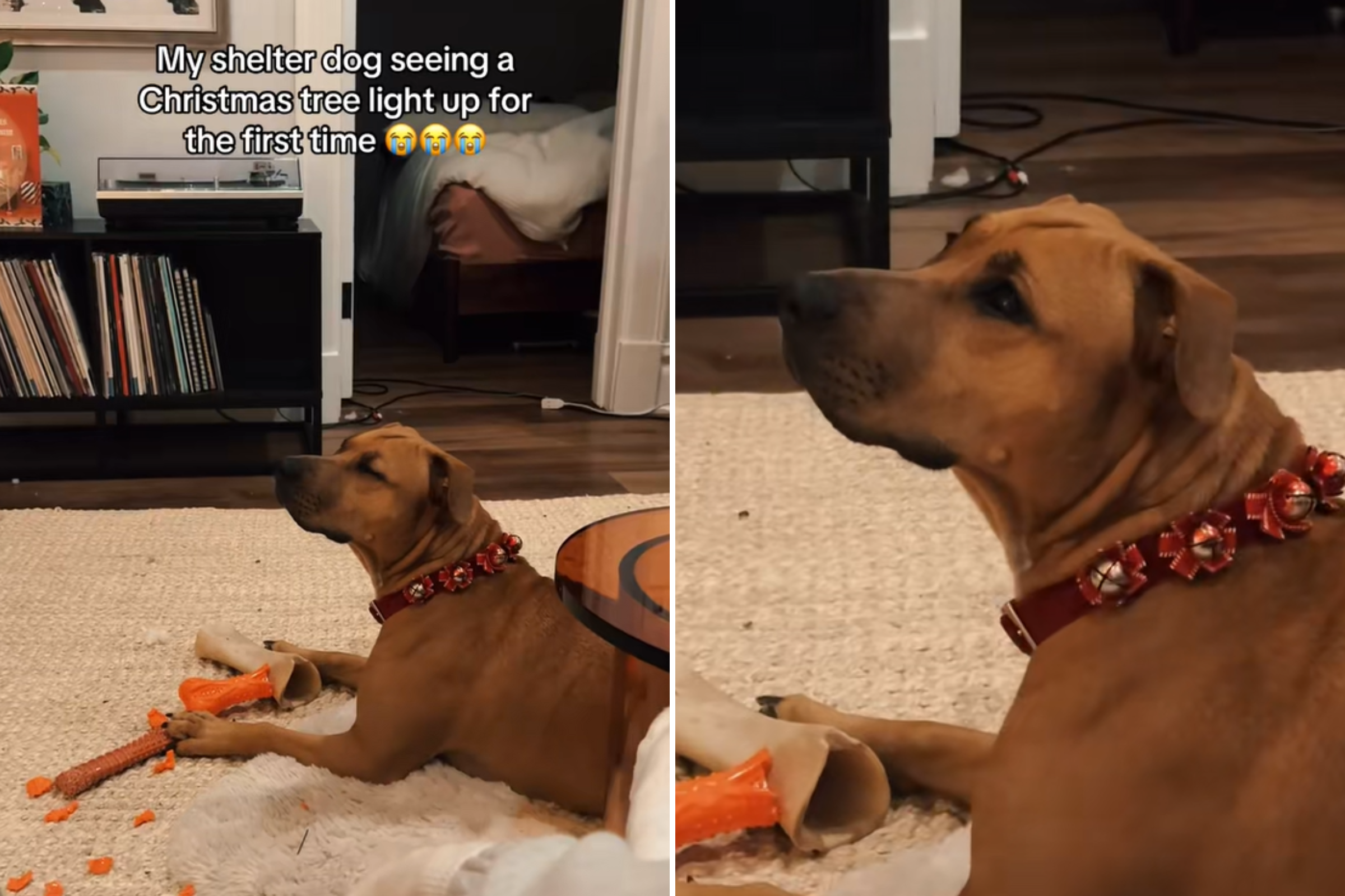 Rescue Dog’s Reaction to Her First Christmas Tree Leaves Internet in Tears