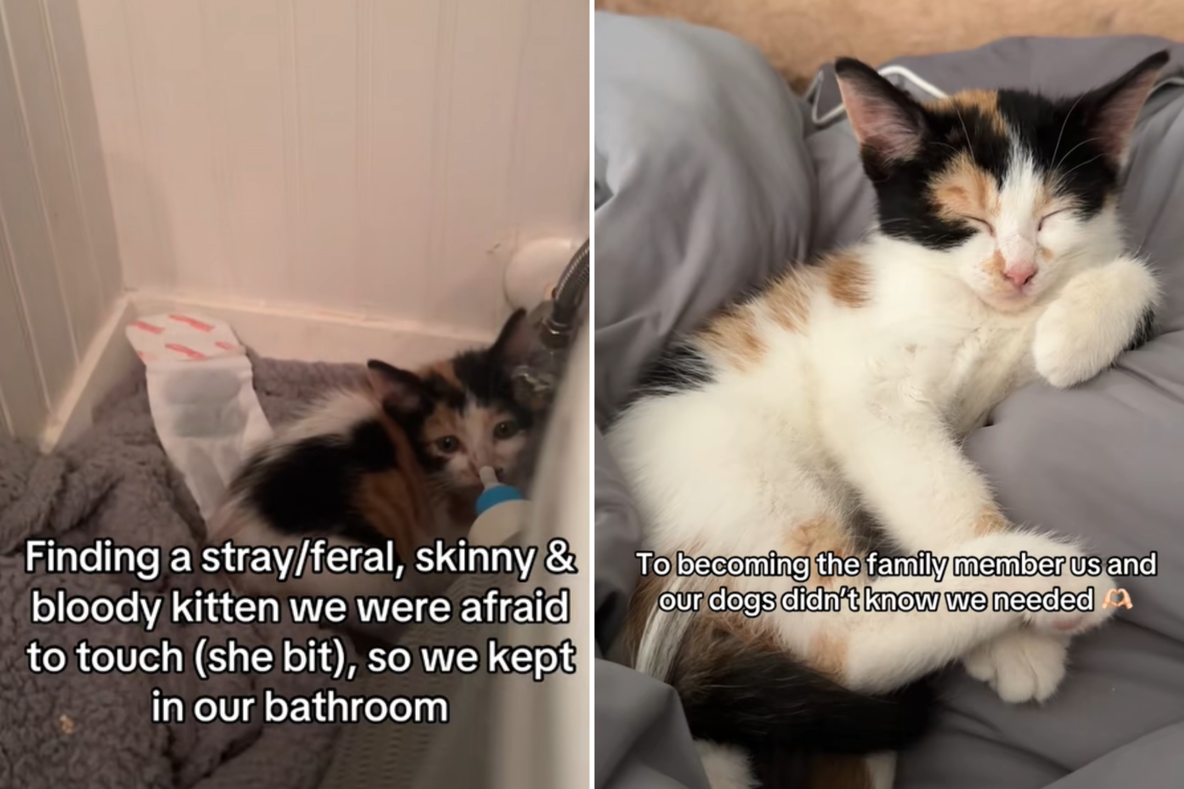 Terrified Feral Kitten Found by Couple, Update That Follows Warms Hearts