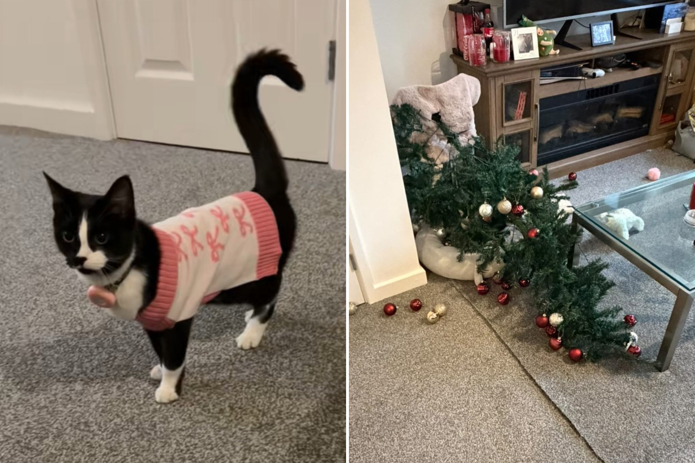 Kitten Left Alone With Christmas Tree, Shock at What Owner Sees on Pet Cam