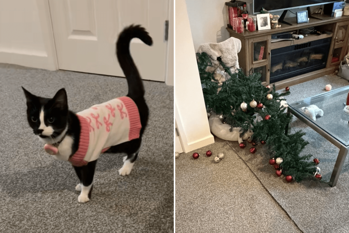 Kitten Left Alone With Christmas Tree, Shock at What Owner Sees on Pet Cam