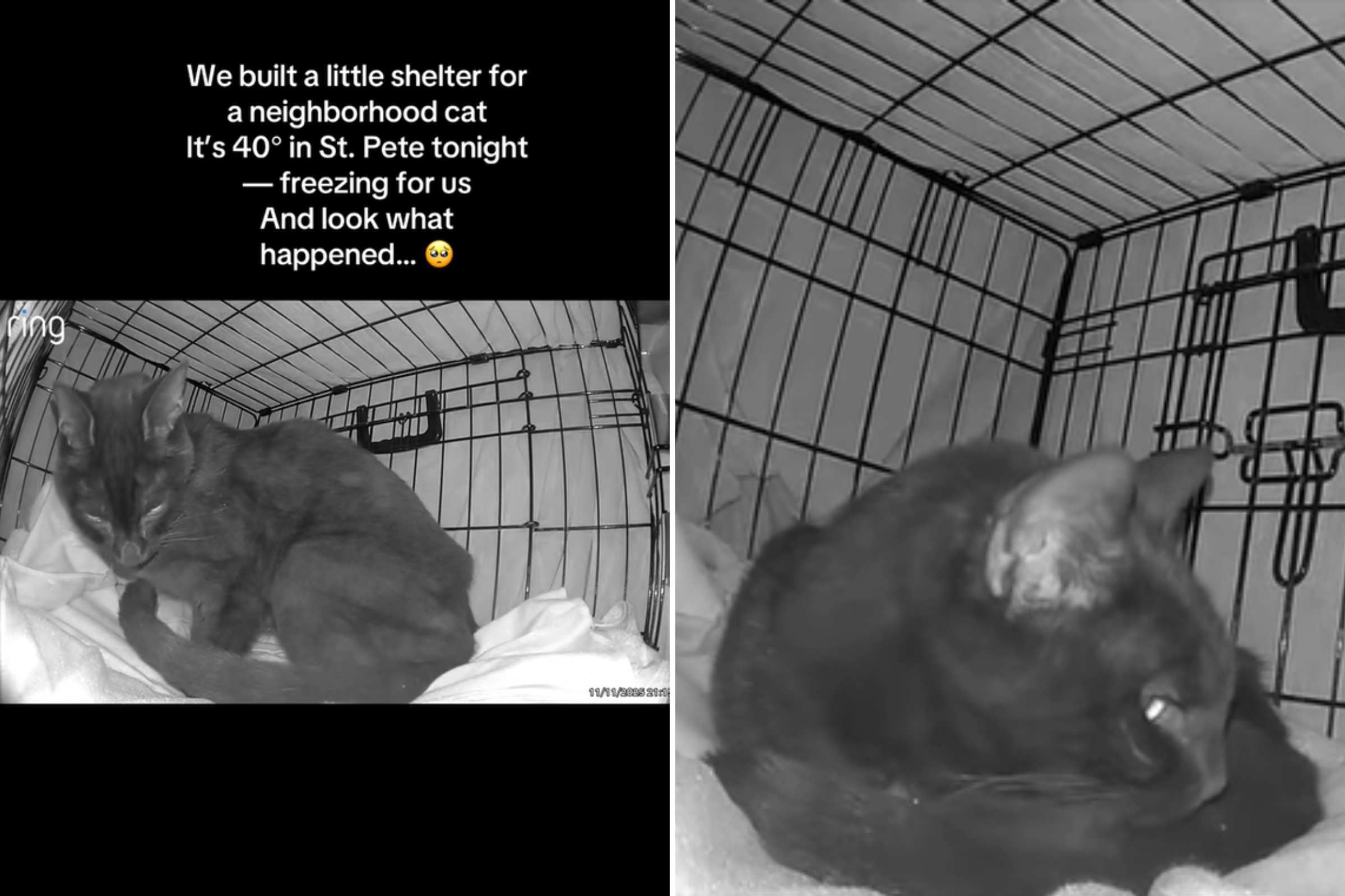 Man Sets Up Crate for Local Cats To Sleep—What Happened Next Goes Viral