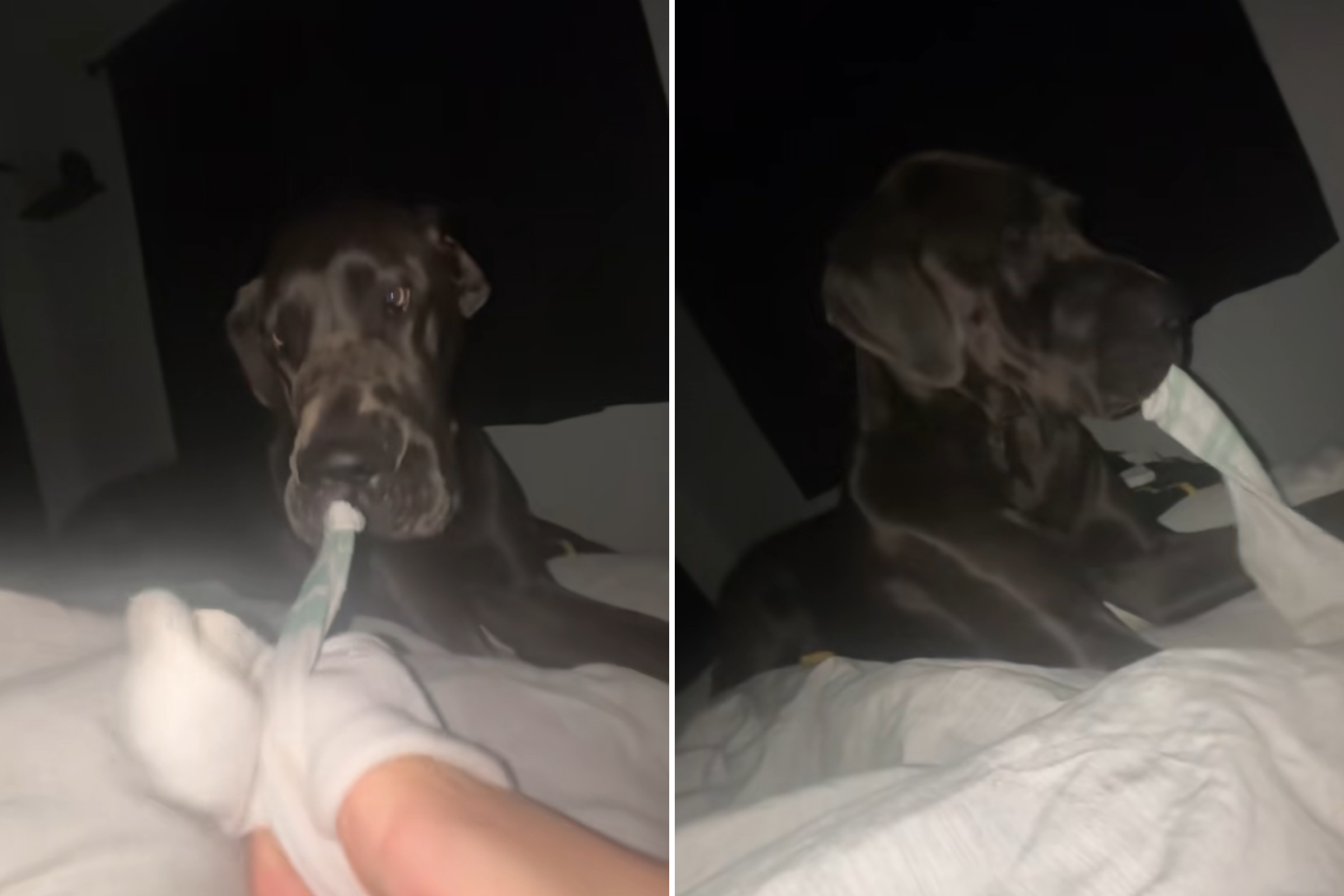 Great Dane Sees Owner Wearing Overnight Sock Curls, Next Move Goes Viral