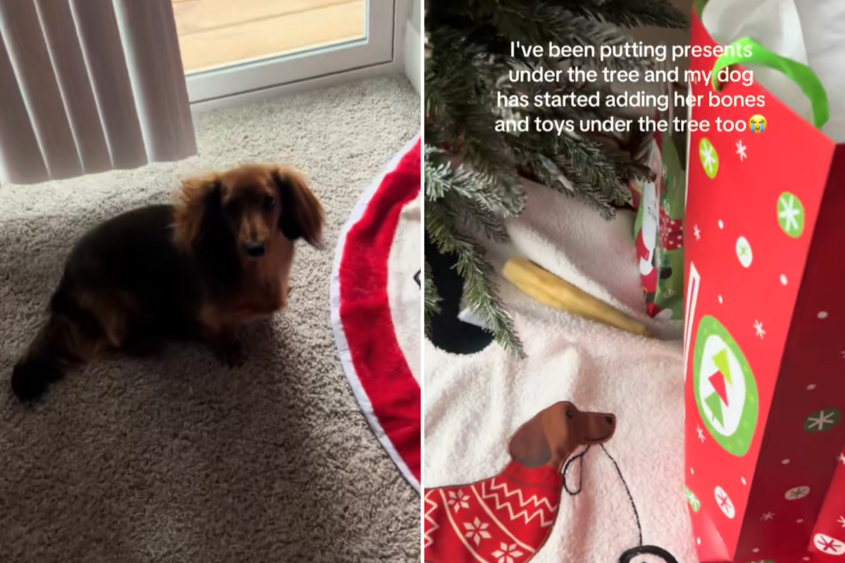 Hearts Melt Over What Dachshund Places Under Owner&rsquo;s Christmas Tree
