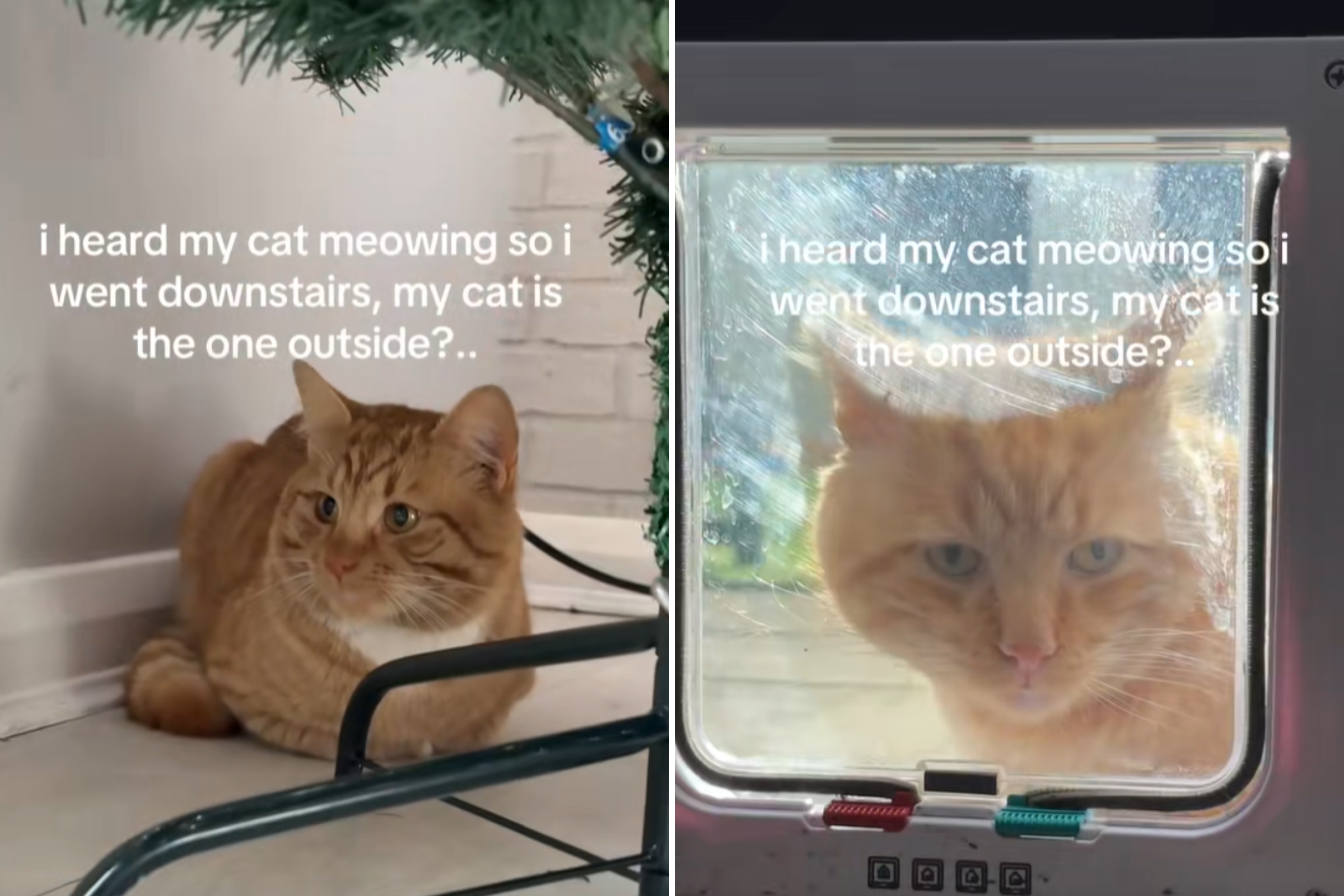 Woman Hears Her Cat Meowing, Shock Over Who She Finds Waiting Downstairs