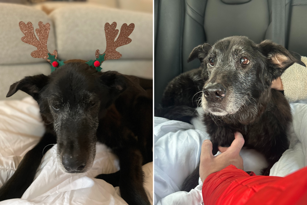 La perrita rescatada, de 15 años, quería un “regalo”: el último día antes de Navidad, alguien la vio