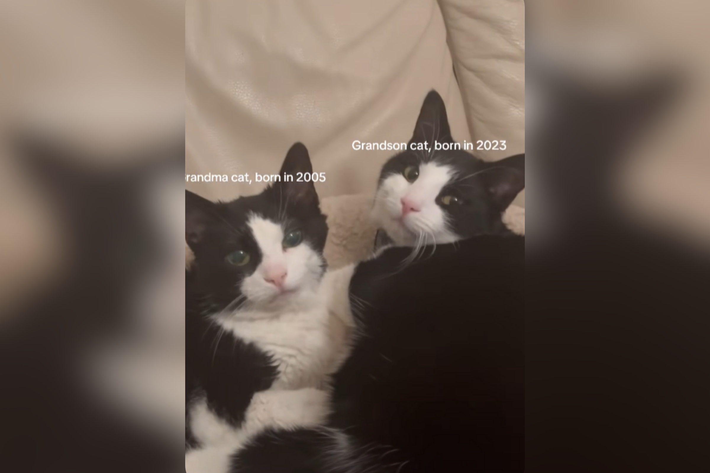 Senior Cat Raises Her Own Grandson Born 18 Years Later, Bond Melts Hearts