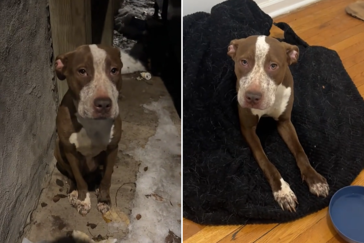 Homem encontra ‘espírito gentil’ escondido atrás de lata de lixo Coisas que seguem um coração caloroso