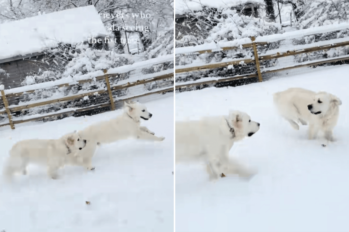 Golden Retrievers Experience Snow for First Time—Reactions Are Everything Golden Retrievers Experience Snow for First Time—Reactions Are Everything