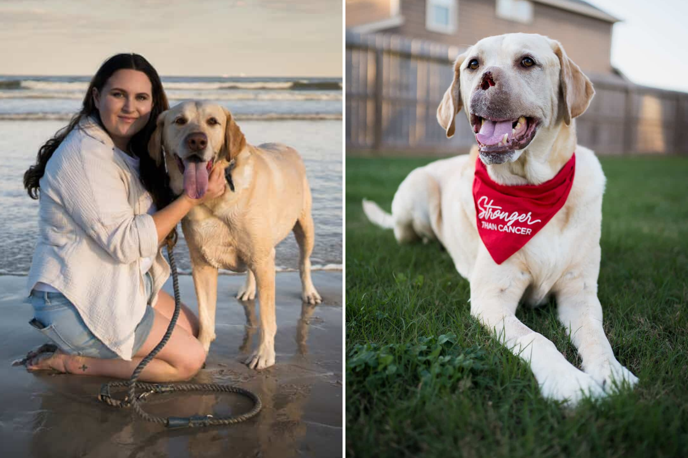 Labrador With Cancer Given Months To Live, Owners Make Lifesaving Decision
