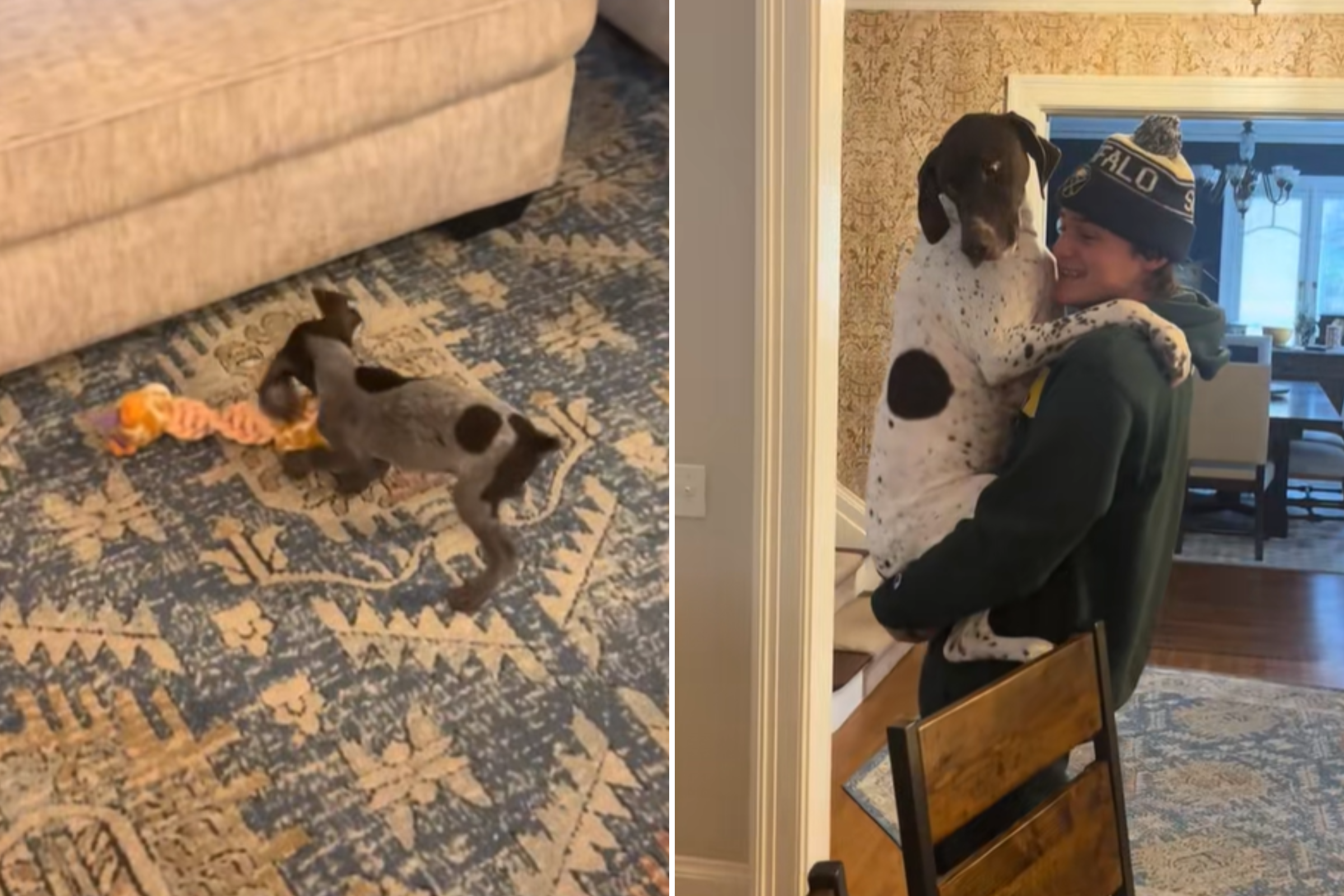 Owners Set Up ‘Meet and Greet’ for Dog and Puppy Sibling, Doesn’t Go Well