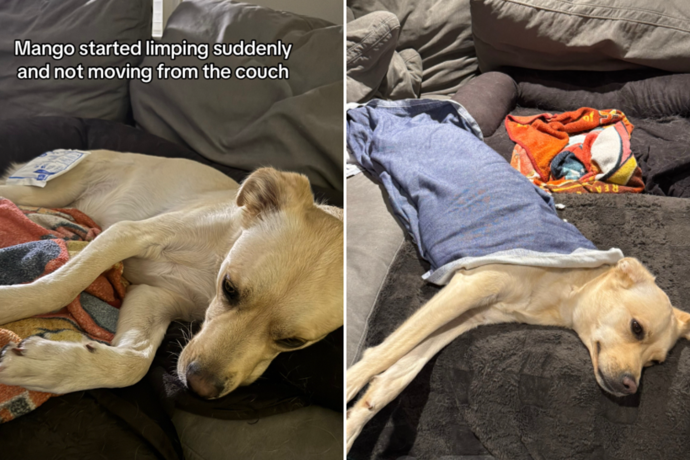 Rescue Dog Starts Limping, Owner Can’t Cope After Discovering Reason Why