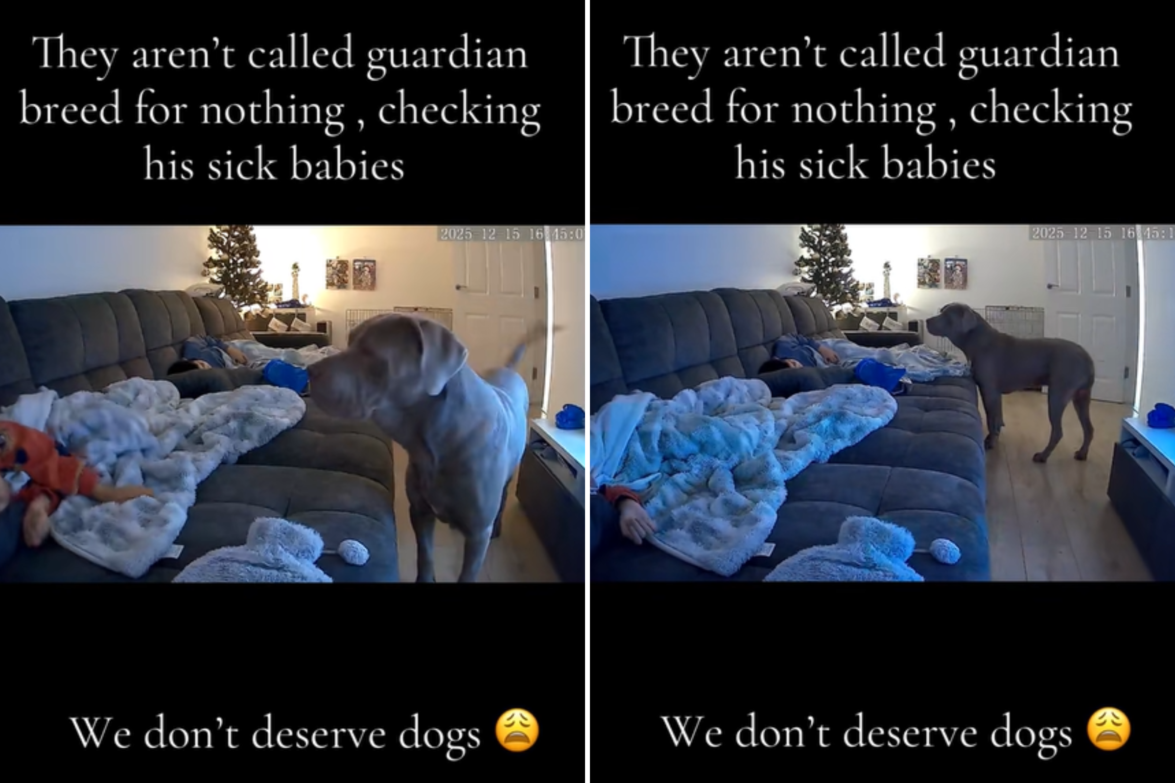 Moment Cane Corso Checks on ‘His Sick Babies’ Melts Hearts