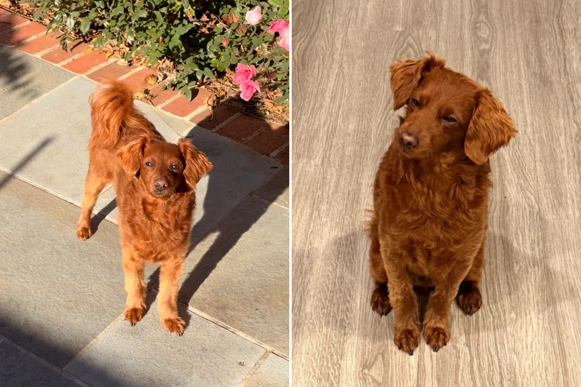 Rescue King Charles Spaniel Mix Gets Adopted, DNA Test Shocks: ‘Curveball’