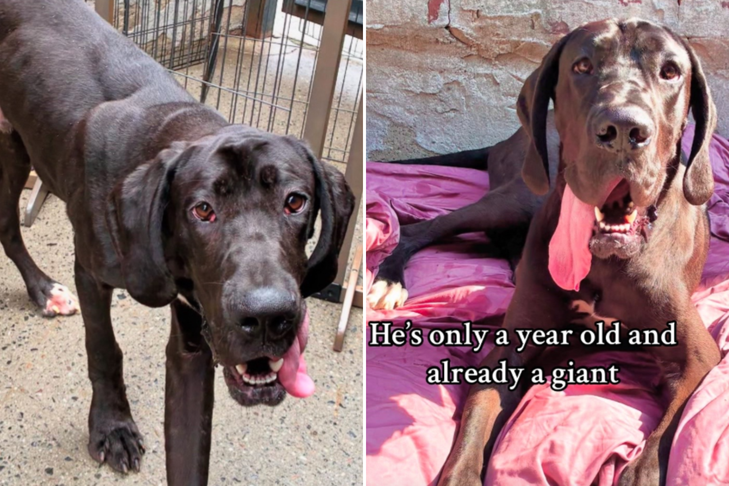 Tears As ‘Cuddlebug’ Great Dane Mix Still Searching for His Forever Home
