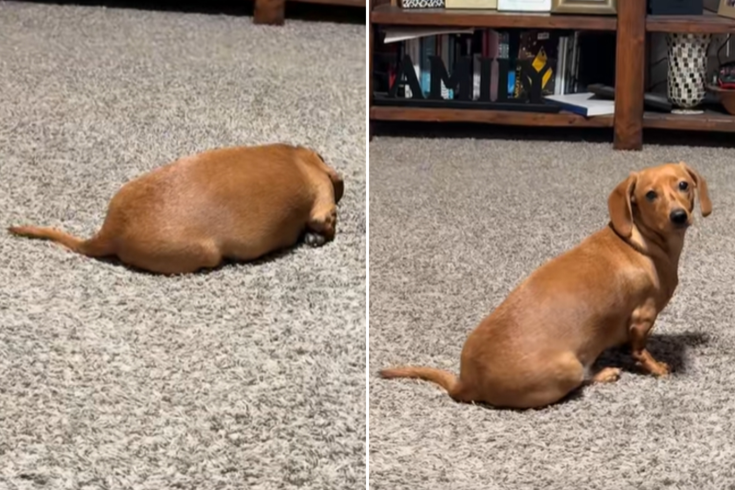 Dachshund Starts Ignoring Owner, Hysterics Over Reason Why: ‘Obsessed’