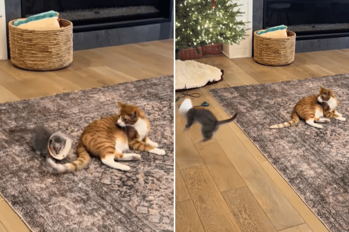 How Blind Foster Kitten Looks for Her & 039;Playmate& 039; After Having Eyes Removed