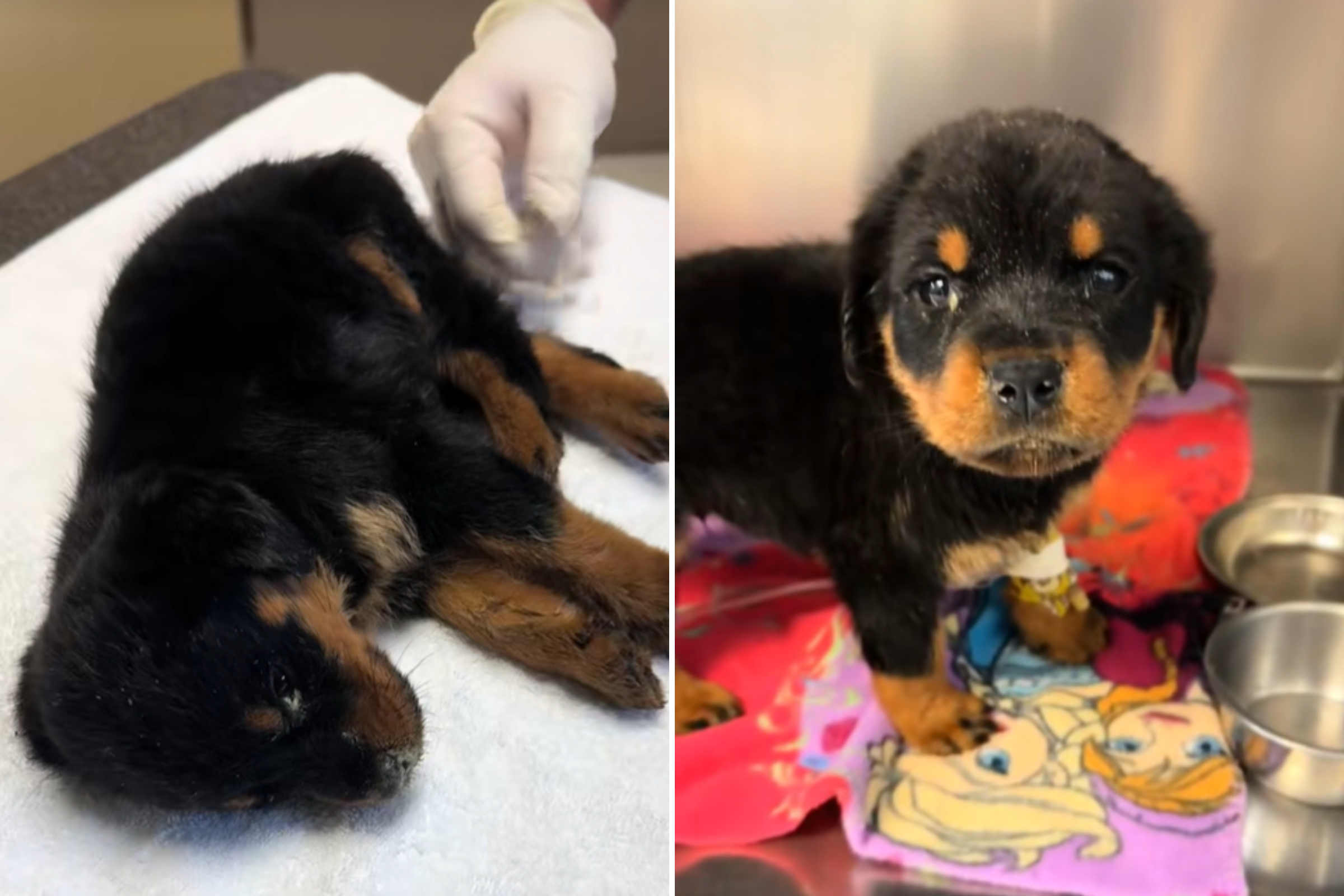 Rottweiler Puppy Found a Week After Owner Died, Just 'Minutes From Death'