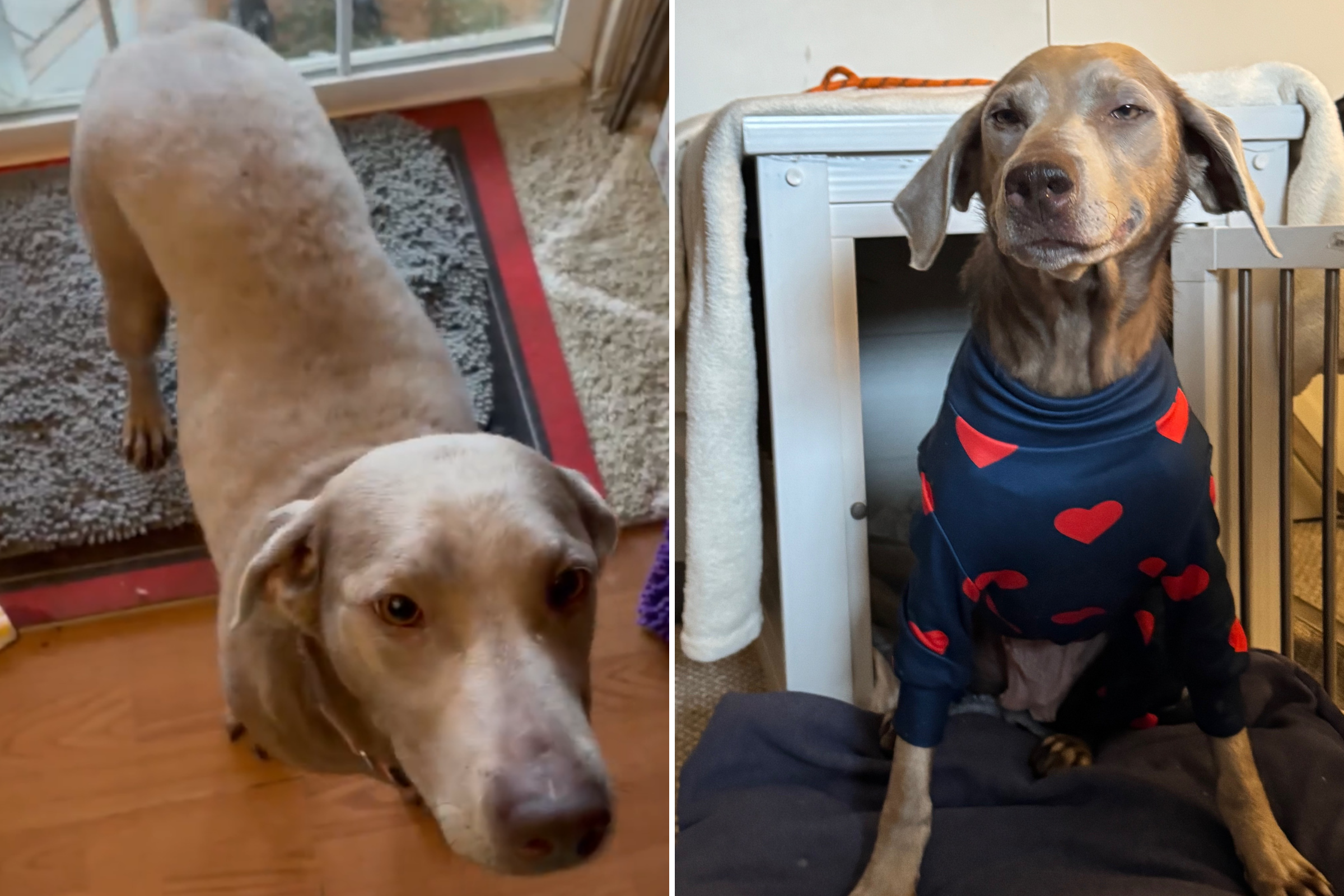 Shelter Dog Had Just 48 Hours Left To Live—Then Something Amazing Happened