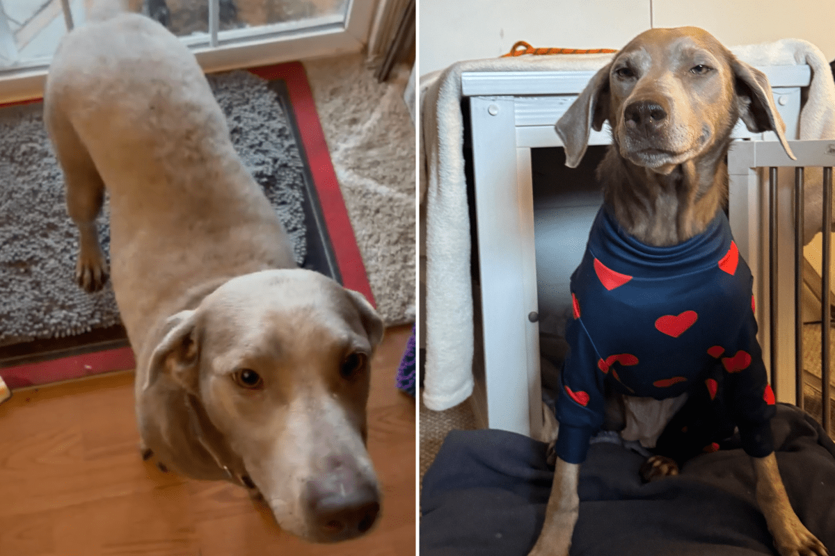 Shelter Dog Had Just 48 Hours Left To Live—Then Something Amazing ...