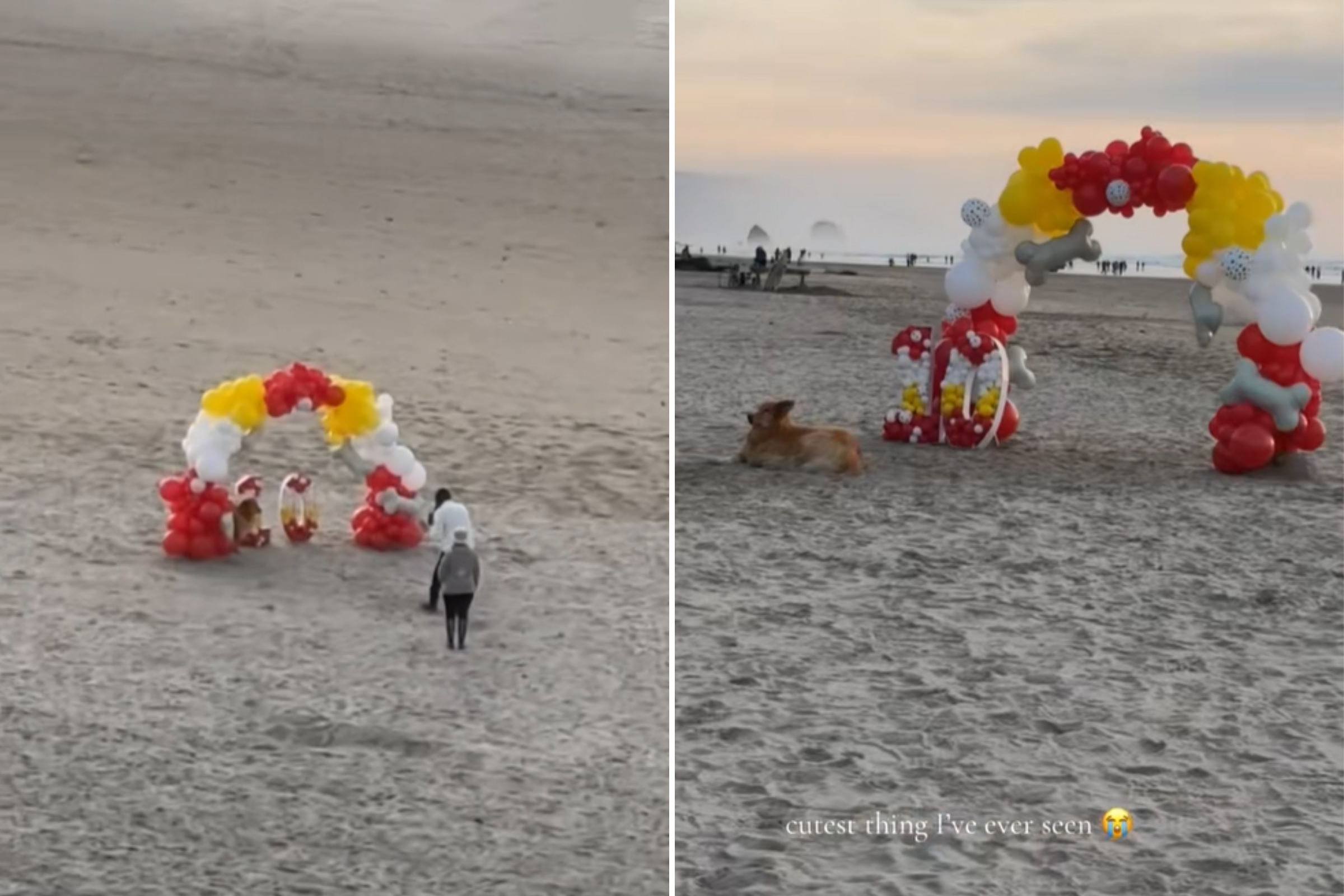 Dog’s Birthday Celebration on Beach Goes Viral As Passerby Captures It All