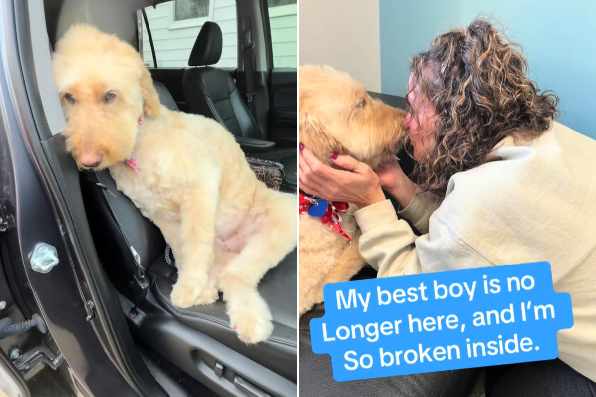 Woman Films Herself Collecting Dog From Groomers, Hours Later He Was Gone Woman Films Herself Collecting Dog From Groomers, Hours Later He Was Gone