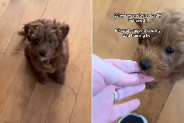Dad Trains Goldendoodle Puppy, Doesn’t Work Well: ‘So Badly Behaved’ 3 Dad Trains Goldendoodle Puppy, Doesn’t Work Well: ‘So Badly Behaved’