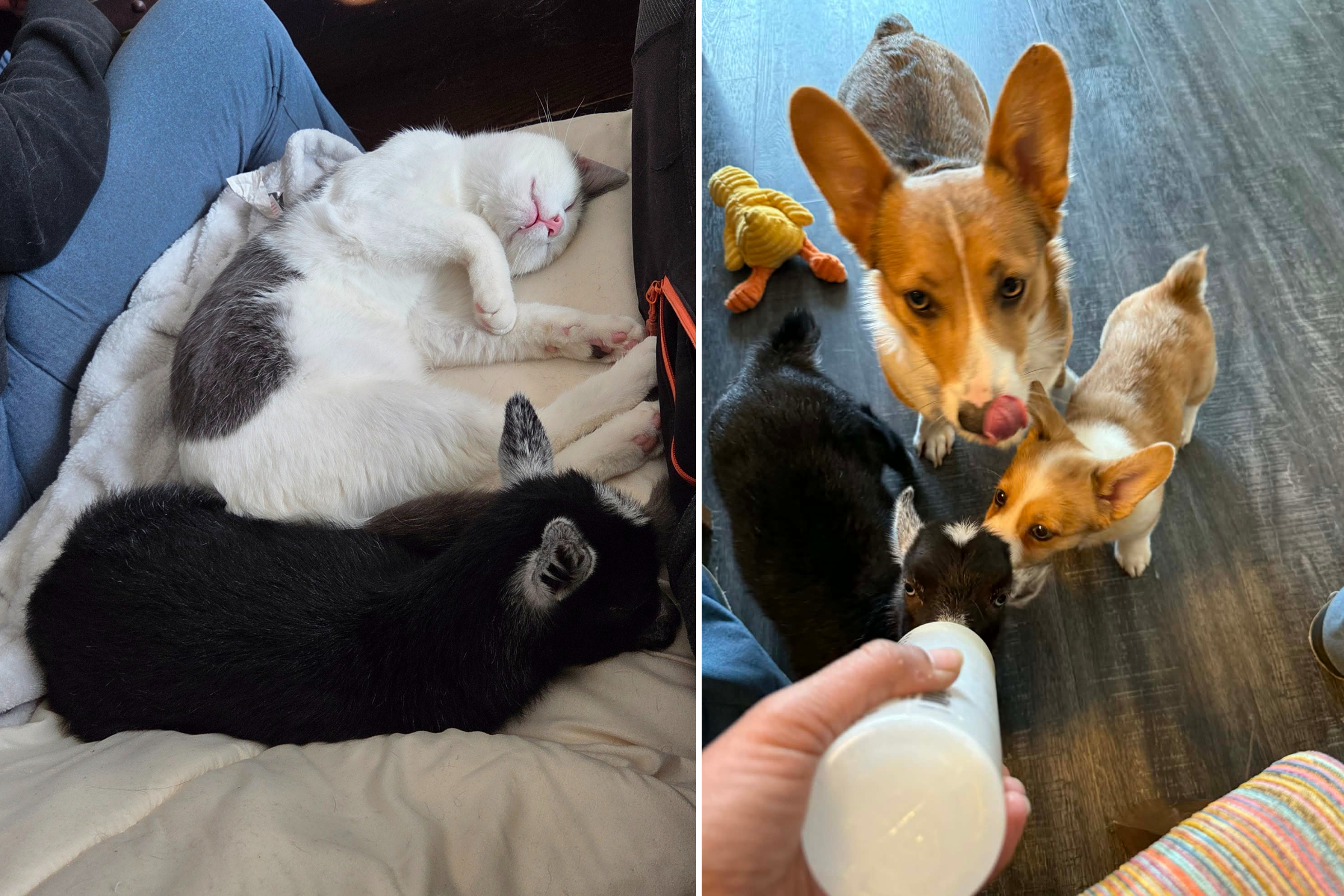 Puppy, Baby Goat and Cats Raised Together, Their Bond Melts Owner’s Heart
