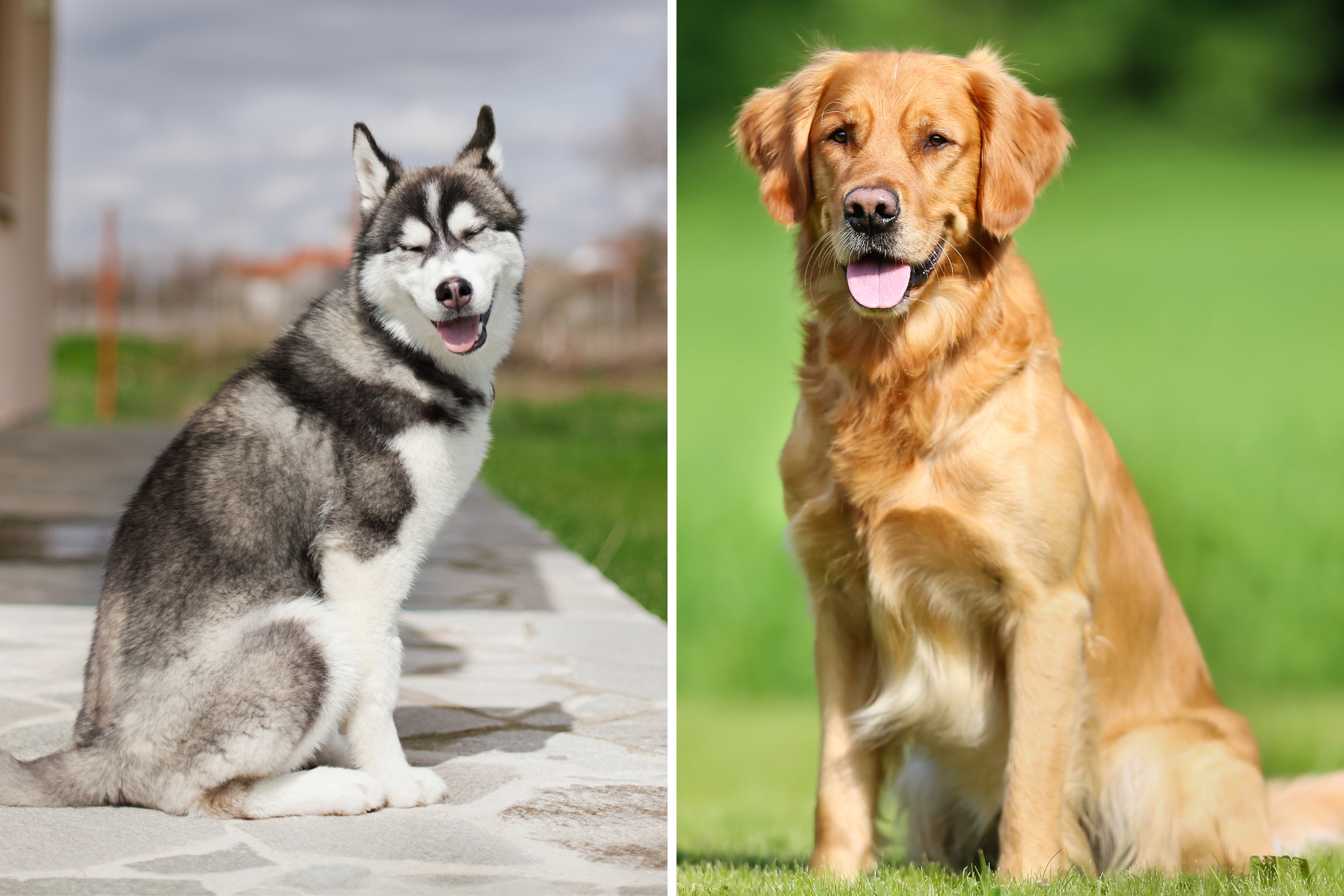 Golden Retriever and Husky Have Puppies, Owner Can’t Believe Result