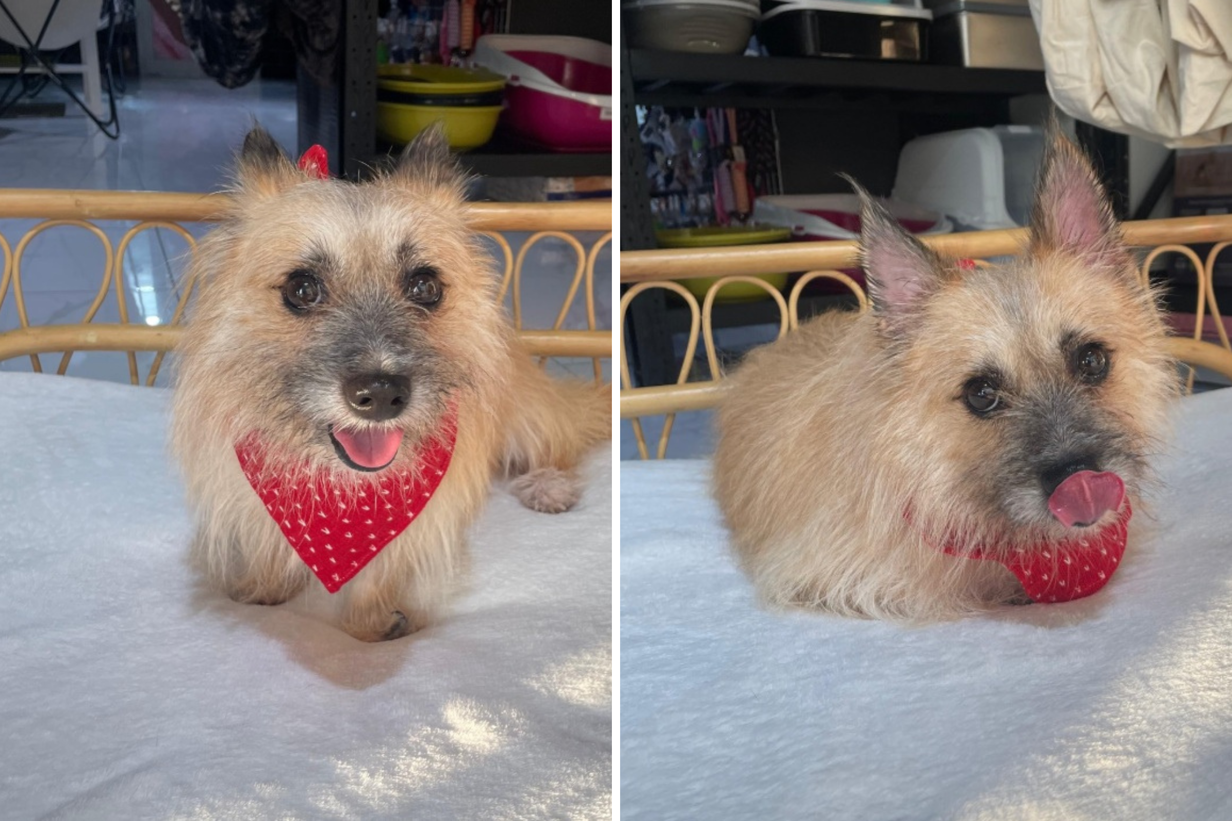 Rescue Terrier Mix Labelled As ‘Unsellable’ for One Heartbreaking Reason