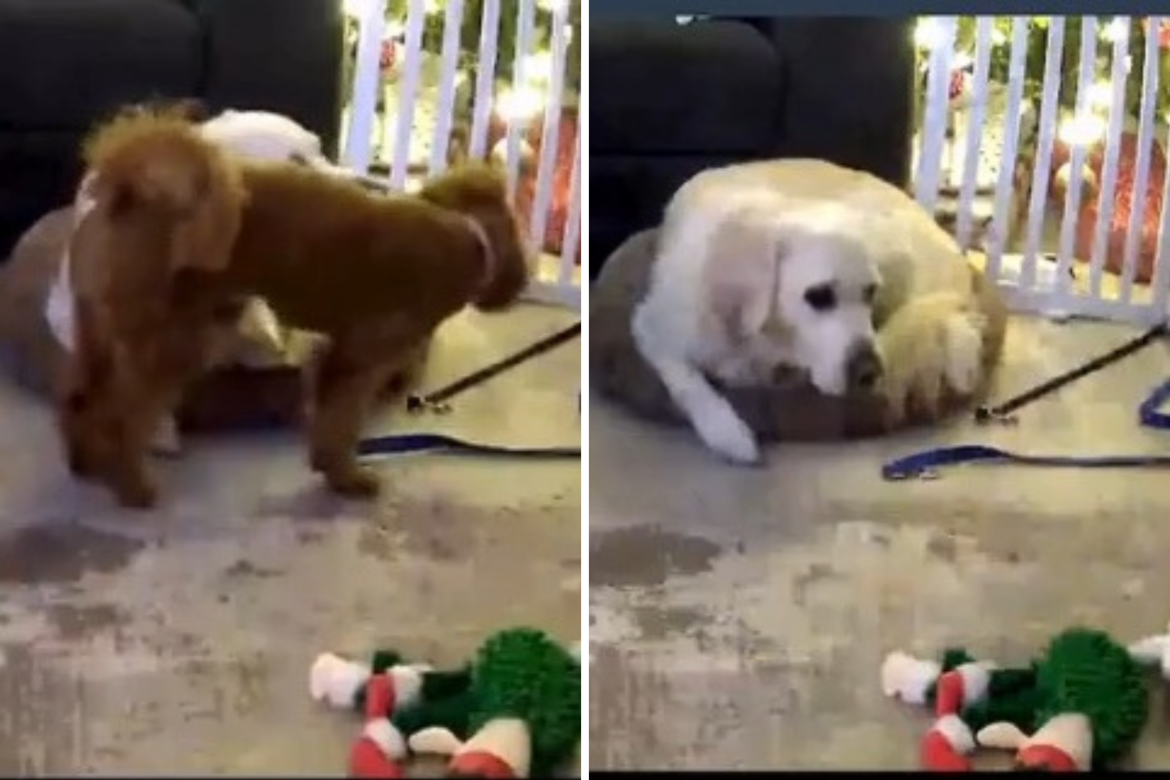 Woman Leaves Puppy out of Crate, Shock at What Happens to Golden Retriever