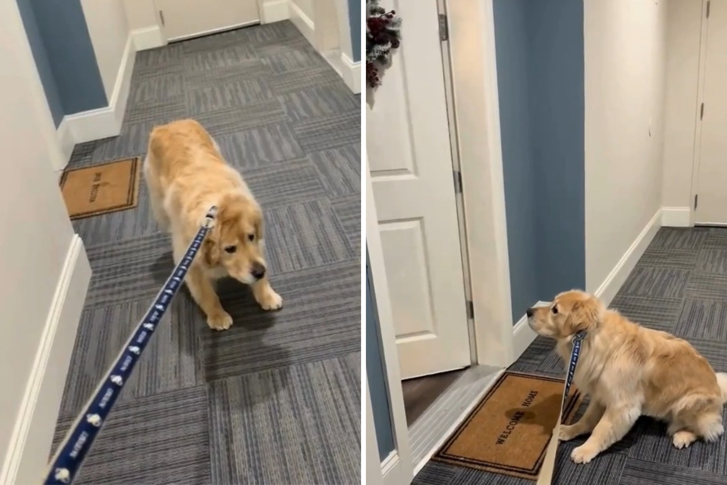 Golden Retriever Refuses To Go Out—Then Owner Realizes Who Is Home